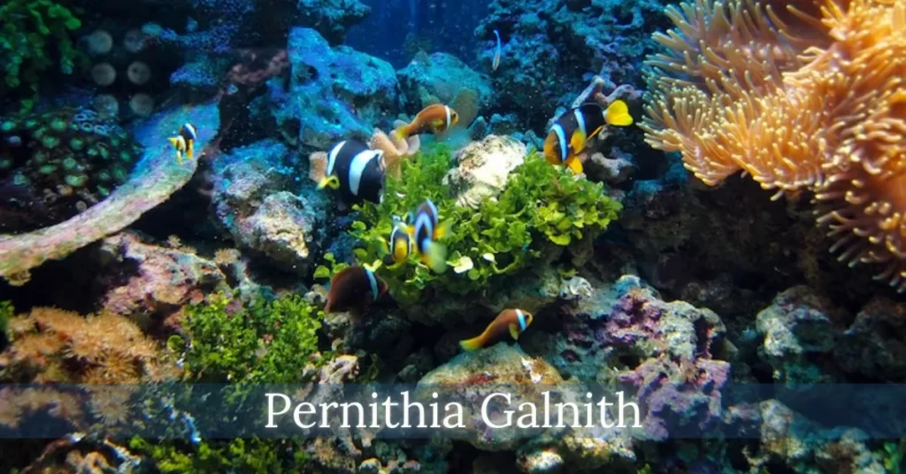 pernithia galnith